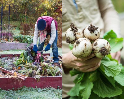 Le semis des lgumes d'hiver