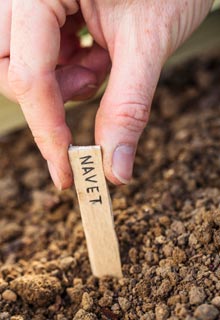 Le semis des lgumes d'hiver