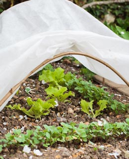 Semer les lgumes de printemps (sous abri)