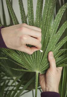 Soigner les palmiers d'intérieur