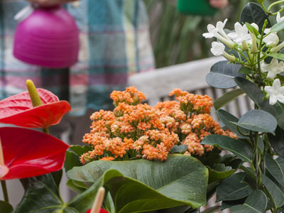 Soigner les plantes d'intrieur en hiver