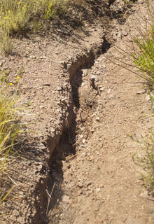 Stabiliser un talus grce aux plantes