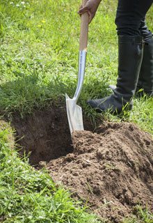 Stabiliser un talus grce aux plantes