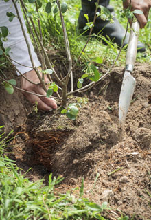 Stabiliser un talus grce aux plantes