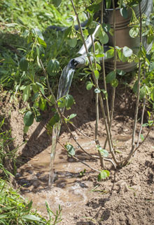 Stabiliser un talus grce aux plantes