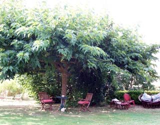 Pruning shade trees