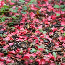 Taille des fleurs fanes