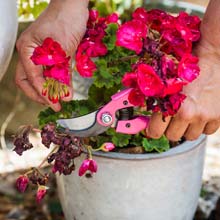 Taille des fleurs fanes