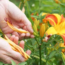 Taille des fleurs fanes