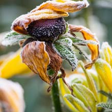 Taille des fleurs fanes