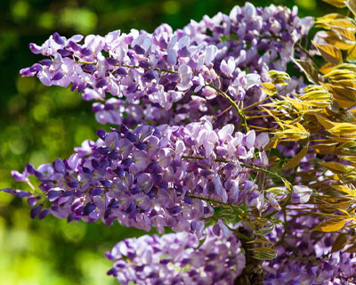 Taille de la glycine