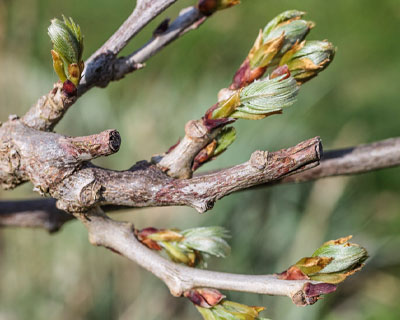 Taille de la glycine