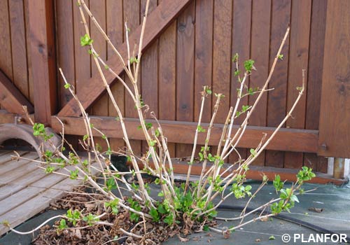 Poda De Las Hortensias