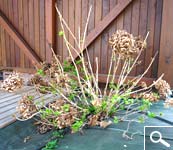 Pruning hydrangea macrophylla