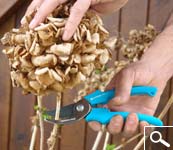 Pruning hydrangea macrophylla