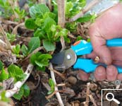 Pruning hydrangea macrophylla