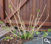 Pruning hydrangea macrophylla