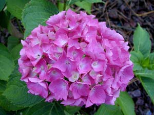 Taillez les hortensias macrophylla