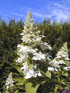 Poda das hortnsias paniculata e arborescens