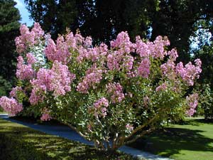 Poda de los lagerstoemia