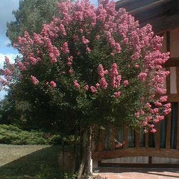 Poda de los lagerstoemia