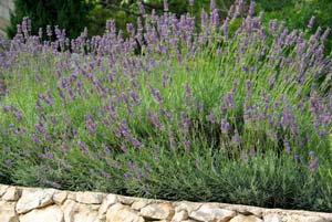 Pruning lavender