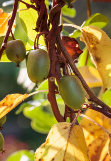 La taille d'hiver des grimpantes  fruits