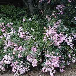 Pruning shrub roses