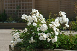 Pruning a bush rose