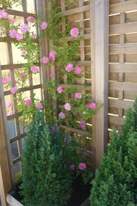 Pruning a climbing rose