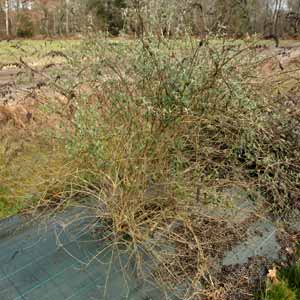 Taille du buddleia