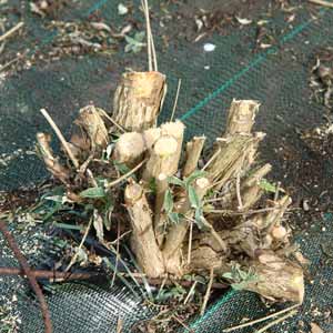 Pruning a buddleia