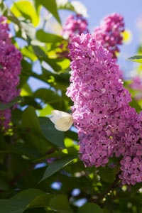 Pruning a buddleia