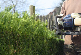 Pruning Hedges