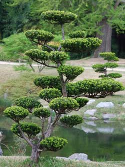 The art of Topiary