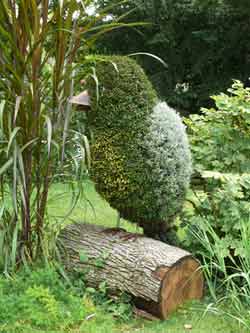 The art of Topiary - Pruning a shape