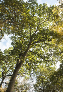 Un rable, pour tous les jardins