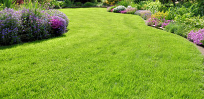 Lawn Seed