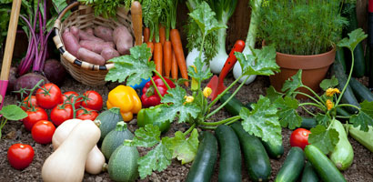 Sementes de legumes