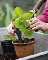 A cada planta sus necesidades