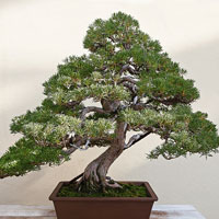 Know everything about bonsai