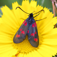 An ecological garden