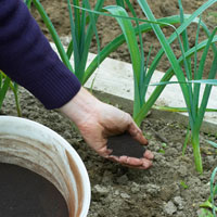 Alimentar as suas plantas