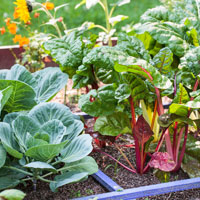 How to succeed at vegetable gardening