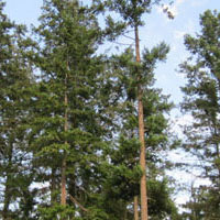 Douglas Fir Forestry