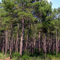 Maritime Pine Forestry