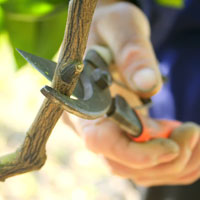 Know everything about pruning