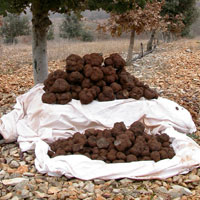 Everything about the truffle and it growing