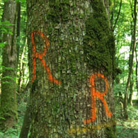 Forestry Markers