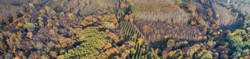 Plantas forestales para sus plantaciones